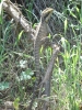 DSC01907.JPG