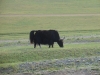 DSC06035.JPG