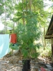 DSC02344.JPG