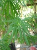 DSC02345.JPG